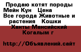 Продаю котят породы Мейн Кун › Цена ­ 12 000 - Все города Животные и растения » Кошки   . Ханты-Мансийский,Когалым г.